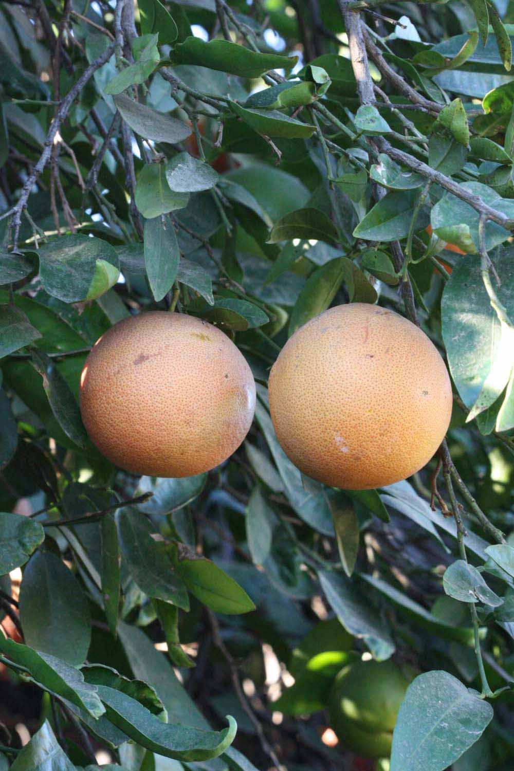            Fruit (Riverside, CA)   